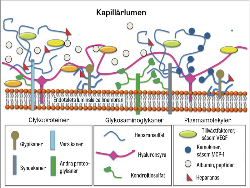 Glykokalyx en aktiv del av endotelet